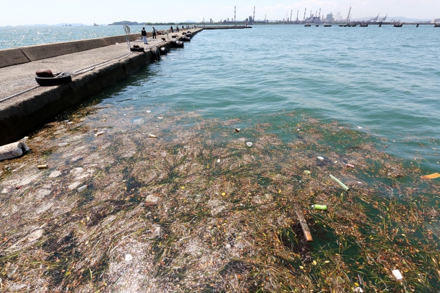 水銀による海洋汚染が多くの犠牲者を出しました。